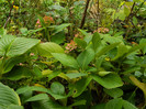 DSCN0694