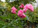 DSCN0706