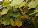 DSCN0711