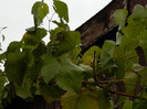 DSCN0714