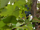 DSCN0723