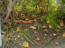 DSCN0739