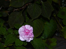 DSCN0744