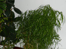 DSCN0746