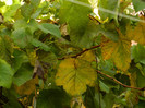 DSCN0774