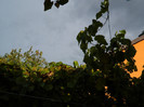 DSCN0778