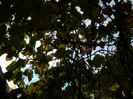 DSCN0781