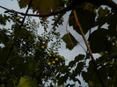DSCN0783