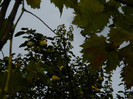DSCN0785