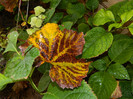 DSCN0792