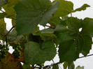 DSCN0844