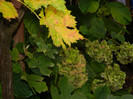 DSCN0847