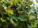 DSCN0848