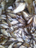 PESTE