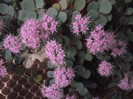 sedum roz