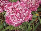 DSC01311