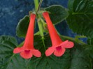 raindrops red