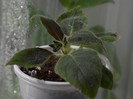 NEW - Kohleria Mary (ni)