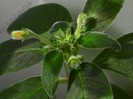 Kohleria Yf s Mika