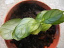 Calathea Amagris (2012, Nov.03)