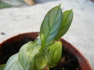 Calathea Amagris (2012, Nov.03)