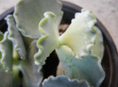 Cotyledon undulata (2012, Nov.03)