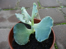 Cotyledon Silver Crown (2012, Nov.04)