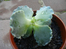 Cotyledon Silver Ruffles (2012, Nov.04)