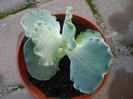 Cotyledon undulata (2012, Nov.04)