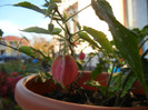 Abutilon megapotamicum (2012, Nov.04)