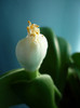 Haemanthus albiflos