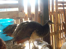 Picture 044