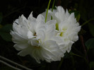 DSCN0892