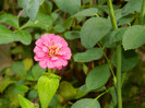 DSCN0896