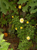 DSCN0907