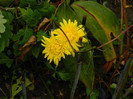 DSCN0914