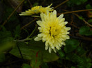 DSCN0915