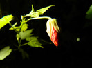 DSCN0957