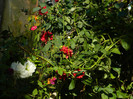 DSCN0976