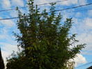 DSCN0985