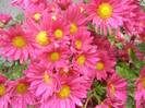 Purple & Yellow Chrysanth (2012, Nov.02)