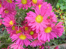 Purple & Yellow Chrysanth (2012, Nov.04)