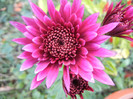 Purple Chrysanthemum (2012, Nov.04)