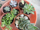 Succulent plants, 04nov2012