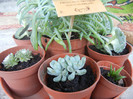 Succulent plants, 04nov2012