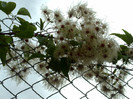 clematis vitalba