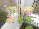 double pink