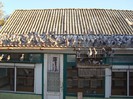 porumbei pui 2012 433