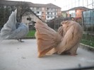 noiembrie 5 2012 004