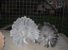 noiembrie 5 2012 010